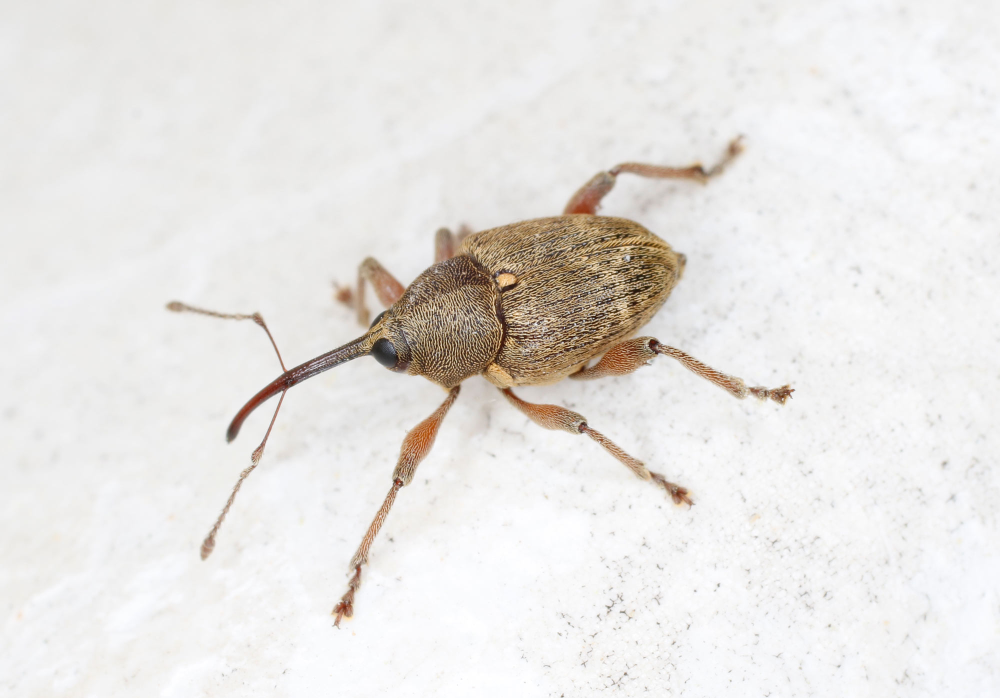 Curculionidae: Curculio nucum, maschio